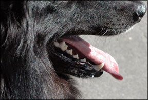 Canine Dental Health