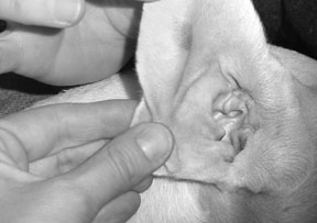 Canine Ear Infections