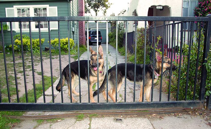 keeping your dogs contained