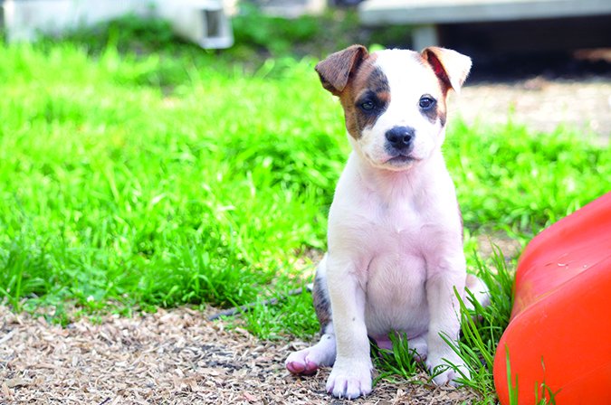 puppy at risk for giardia and coccidia infection