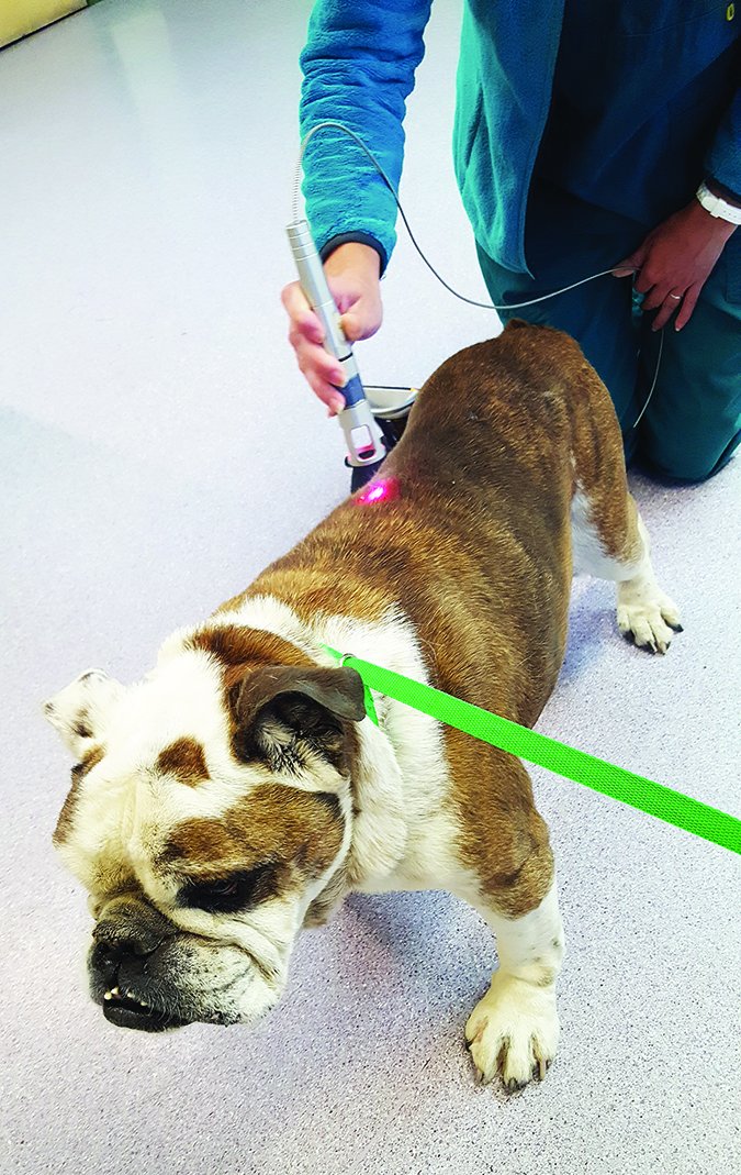 laser therapy treatment for dogs