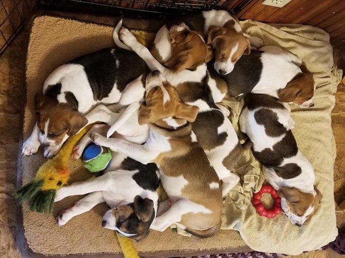 coonhound puppies