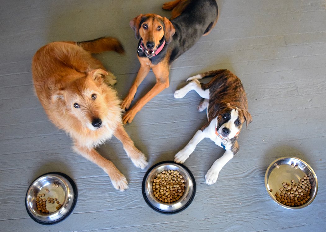 grain free dog food concerns