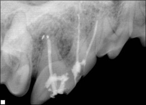 Canine Root Canal