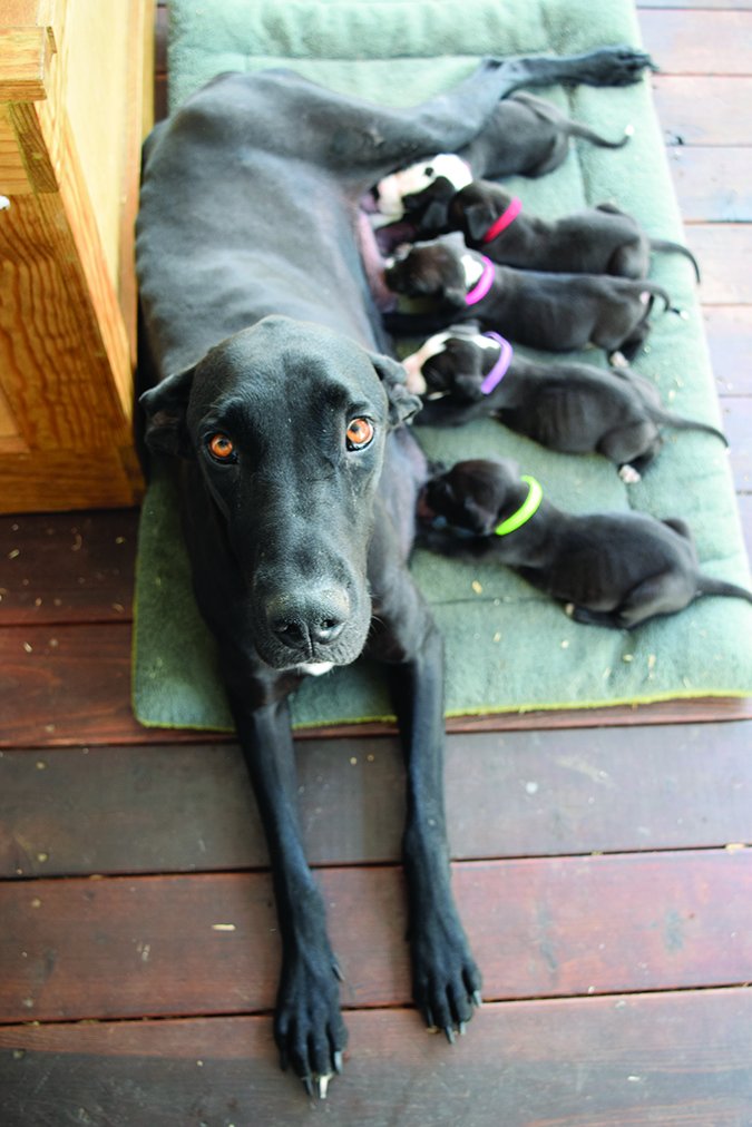 shelter dog and puppies
