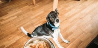 Nutrition for dogs is a bit of a mystery with the correct ration of carbohydrate, protein, and fats highly depending on the individual dog.