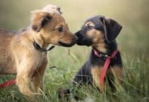 Dog kindergarten may risk infection, but it also offers advantages for socialization.