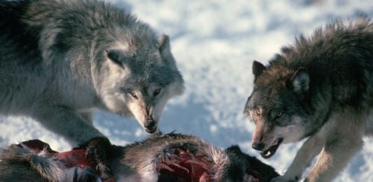 The ancestral dog diet was mainly raw meat.