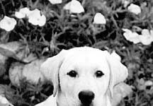 white lab