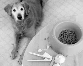 Dogs can eat garlic provided it's in small controlled amounts.