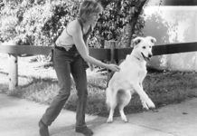 Aggressive dog training needs to start slow, and respecting the dog.