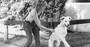 Aggressive dog training needs to start slow, and respecting the dog.