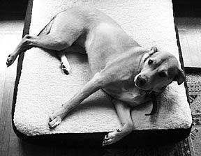 Is Your Dog Spoiled Whole Dog Journal
