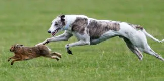 Canine predatory instincts can result in both desired and problem behaviors.
