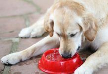 dog drinking water from a bowl