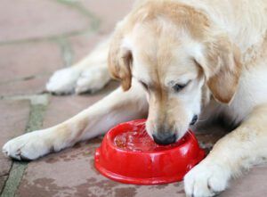 dog drinking water from a bowl