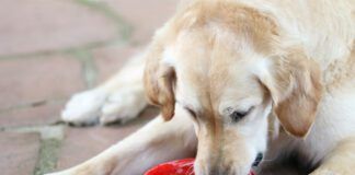 dog drinking water from a bowl