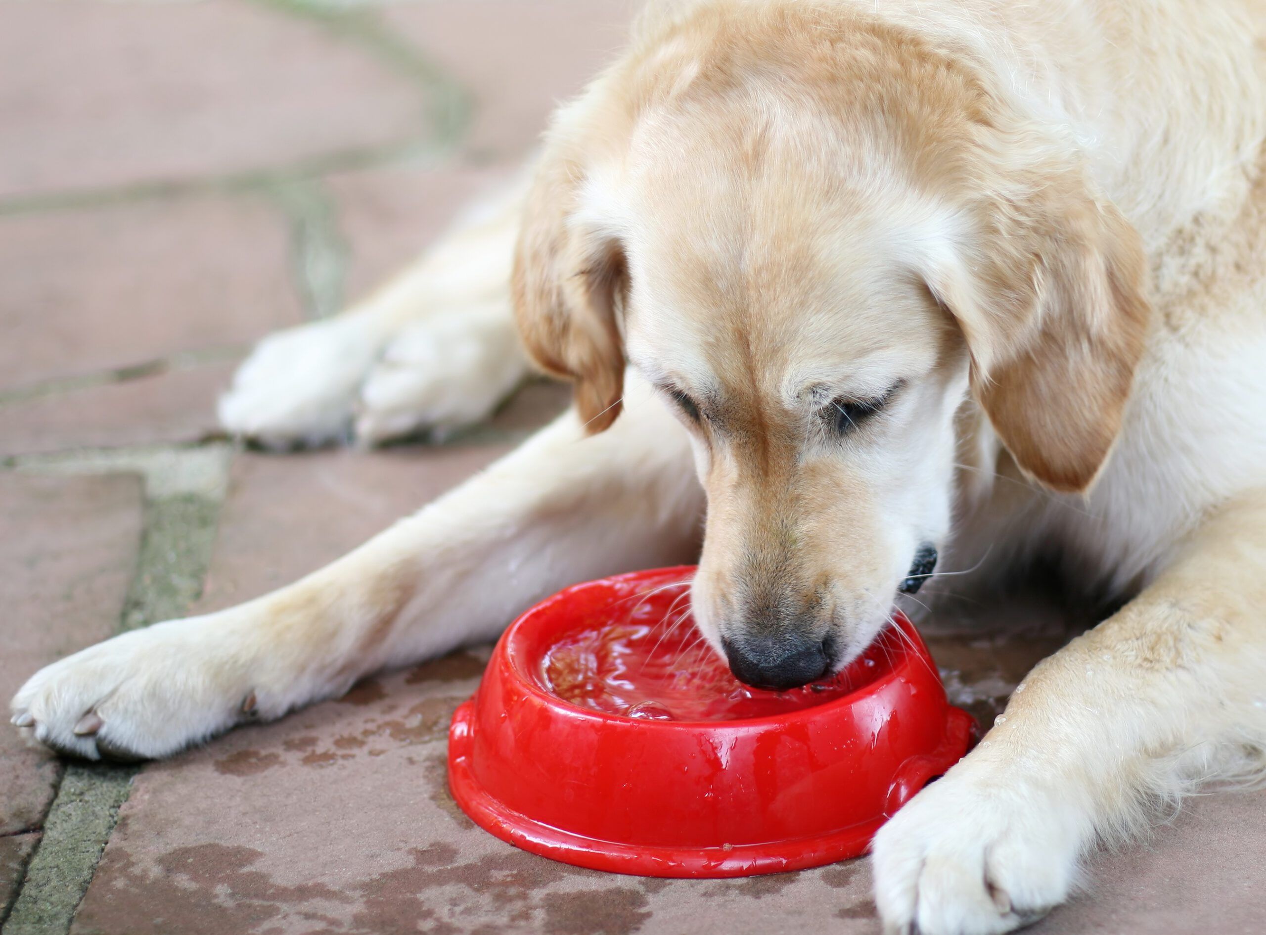 All About Elevated Dog Bowls - Whole Dog Journal