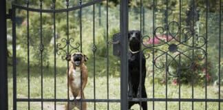Neigbors complaining about dog barking may have a valid point.