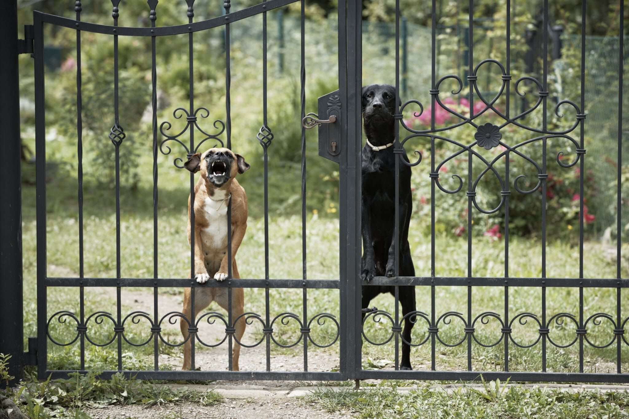 Neighbors dog destroying my fence deals