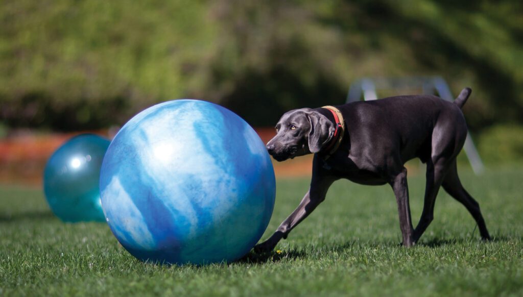 Dog herding store ball