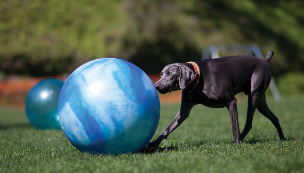 Pet Dogs Outdoor Games Exercise Agility Training Equipment Barrier