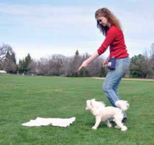 Intro to Treibball: Urban Herding is Great Dog Sport · The Wildest