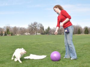 Try Treibball! The New Herding Sport - No Sheep Required - Whole Dog Journal