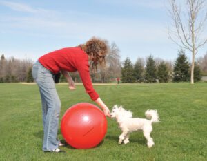 Treibball: Dog Sport Perfect for Herding Breeds and More