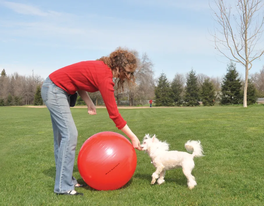 Treibball sport for dog. Photo credit: whole-dog-journal.com