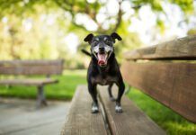 Training a high-energy dog can be a challenge if you don't find a way to engage that energy.