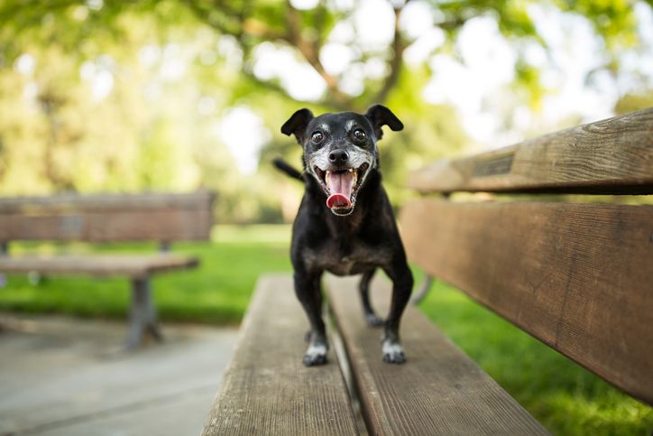 Keep Your Dog Busy When the Kids Go Back to School