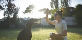 Reading canine body language is an important factor in understanding your dog.