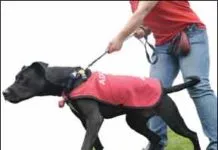 The alpha dog theory is widely discredited.