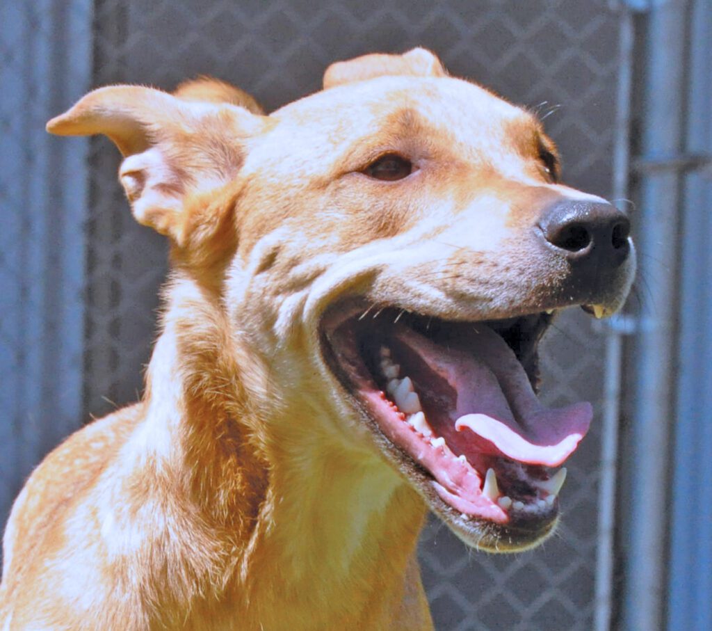 Closeup view of a dog panting with his mouth wide open, exposing his large white teeth.