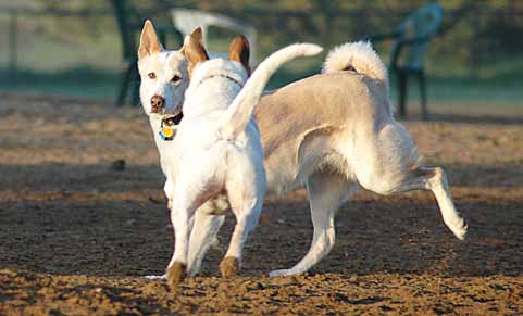 dog with ears pricked hard forward