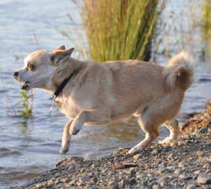 dog with ears pulled back