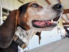 dog with relaxed mouth