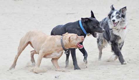 3 dogs fighting whale eye