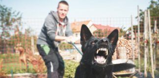 Modifying aggressive dog behavior is step-by-step process that requires dedication.