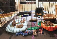 puppies in play pen