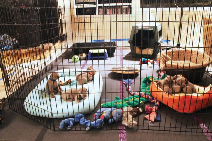 puppies in play pen