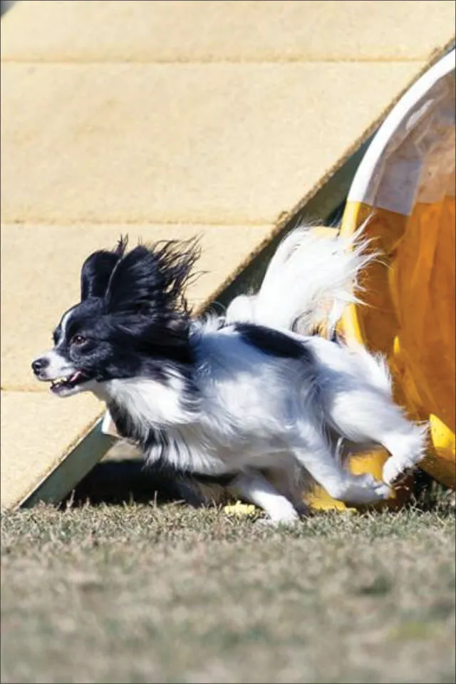 water intoxication in dogs can end the lives of even healthy dogs.