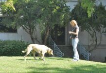 Games for Building Reliable Recall Behavior for Your Dog