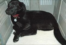 Black labrador