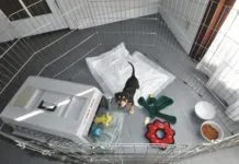 Puppy in play pen