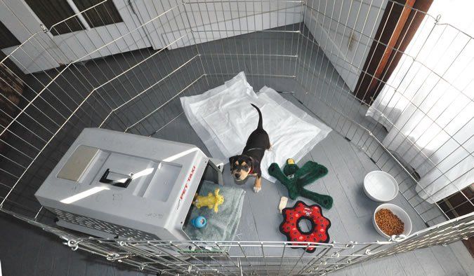Puppy in play pen