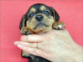 puppy being held