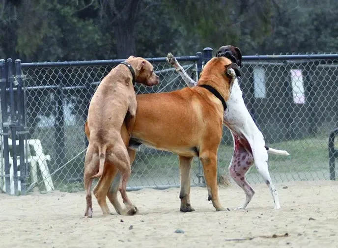 Confidence training may help your dog assert himself and avoid being a victim of humping.