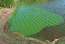 Pond scum and other algae can be toxic o dogs.